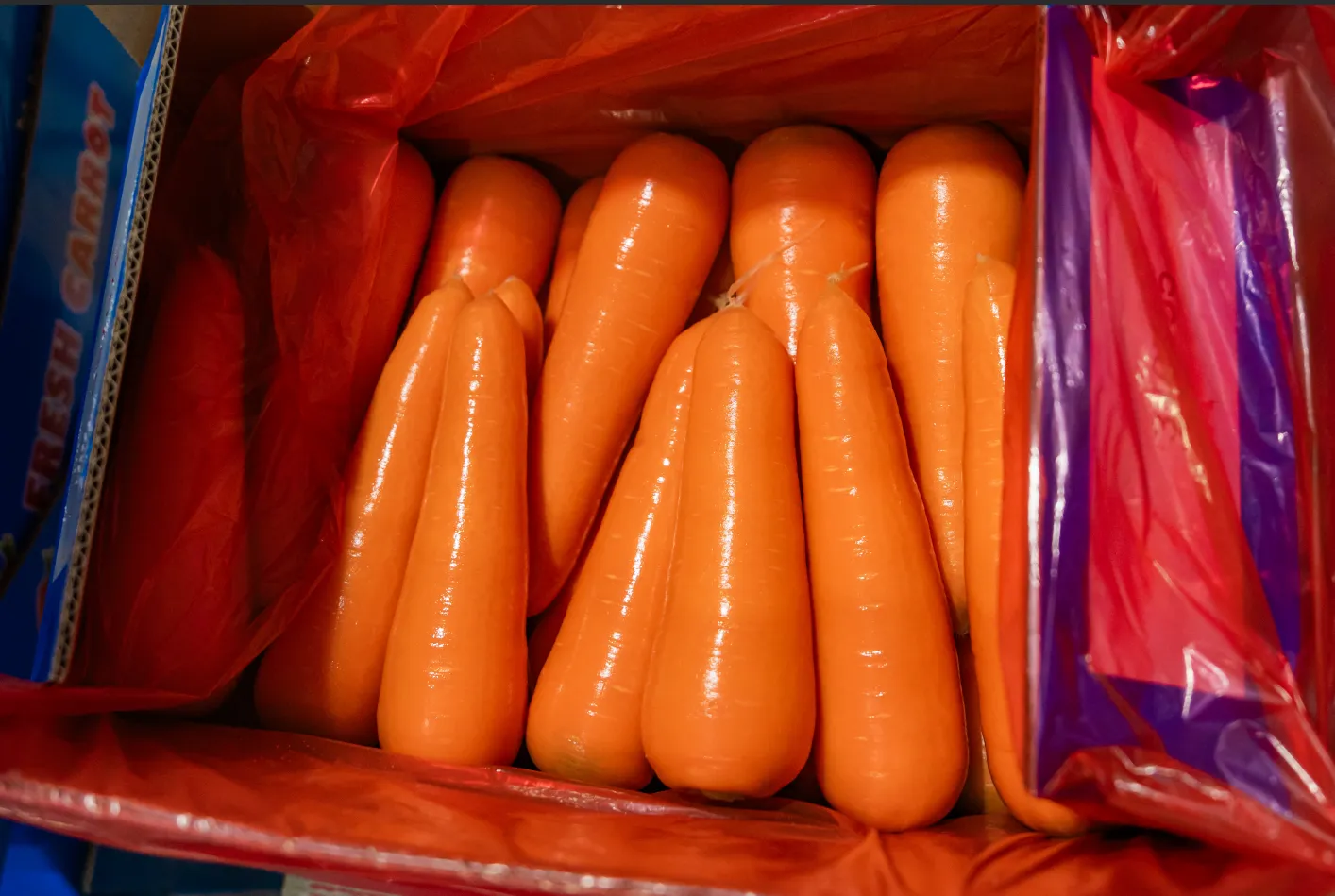 Fresh Carrots export supply