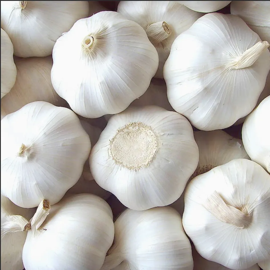 Fresh Garlic export supply