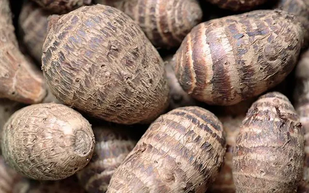 Fresh Taro export supply